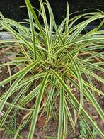 Carex morrowii vanilla ice siergras, Ophalen of Verzenden, Siergrassen, Halfschaduw
