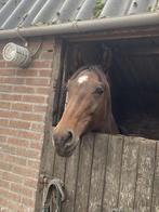 Nieuwe advertentie Braaf bomproof E-pony merrie, 10 jaar, Dieren en Toebehoren, Paarden, Merrie, Minder dan 160 cm, B, Recreatiepaard