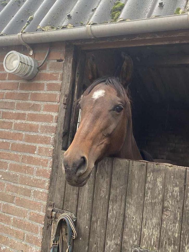 Nieuwe advertentie Braaf bomproof E-pony merrie, 10 jaar, Dieren en Toebehoren, Paarden, Merrie, B, Minder dan 160 cm, 7 tot 10 jaar