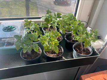 Groente plantjes cherry tomaat en paprika plantjes.  beschikbaar voor biedingen