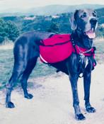 Prachtige backpack Radicaldesigne honden rugtas Backpacker, Dieren en Toebehoren, Ophalen of Verzenden, Zo goed als nieuw