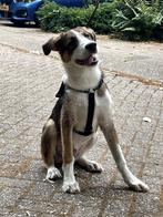 Nieuw baasje gezocht voor onze lieve Milo, Dieren en Toebehoren, Particulier, Rabiës (hondsdolheid), 15 weken tot 1 jaar, Reu