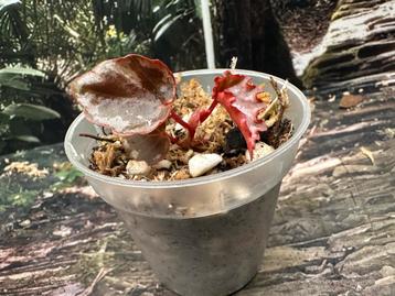 Begonia Irian Jaya beschikbaar voor biedingen