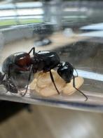 Camponotus ligniperda kolonies met veel broed, Dieren en Toebehoren, Insecten en Spinnen