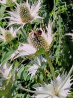 zaden Eryngium giganteum Ivoordistel, Verzenden, Voorjaar, Volle zon, Zaad