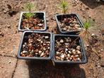 black pine seedlings, Tuin en Terras, Planten | Tuinplanten, Ophalen, Volle zon, Groenteplanten, Eenjarig