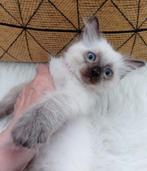 Ragdoll kittens, Dieren en Toebehoren, Katten en Kittens | Raskatten | Langhaar, Meerdere dieren, Gechipt, 0 tot 2 jaar