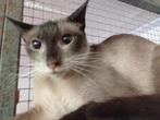Jarela, Mencia, x siam, gered uit een colonie, 15-6-24, Dieren en Toebehoren, Poes, Kortharig, 0 tot 2 jaar