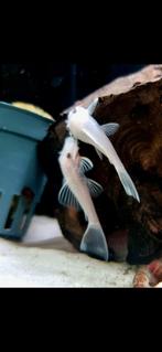Groepje van 8x Ancistrus snow White 5cm, Dieren en Toebehoren, Vissen | Aquariumvissen, Vis