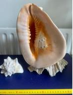 reuzen helmpschelp op doopvontschelp, Verzamelen, Mineralen en Fossielen, Ophalen of Verzenden, Schelp(en)