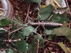 Wandelende takken sungaya inexpectata psg195, Dieren en Toebehoren, Insecten en Spinnen, Wandelende tak
