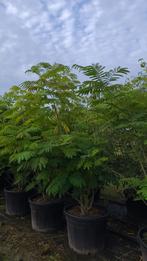 Meerstammige Albizia slaapboom in soorten en maten, Ophalen of Verzenden, Zomer, Volle zon, Overige soorten