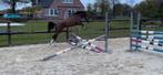 Aparte toekomstige sportpony, Dieren en Toebehoren, Pony's, Onbeleerd, Springpony, B pony (1.17m tot 1.27m), Gechipt