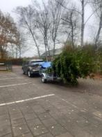 Nordmann kerst bomen 3-7 meter hoog, Tuin en Terras, Ophalen of Verzenden, Lente, Volle zon, Overige soorten