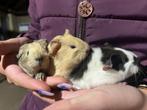 3 cavia’s 2 zeugjes 1 beertje cavia baby jong, Dieren en Toebehoren, Knaagdieren, Meerdere dieren, Cavia, Na 1 juli 2024, Tam