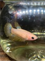 6 Betta vrouwen te koop, Dieren en Toebehoren, Vis, Zoetwatervis