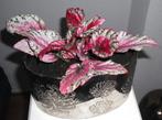 Fel gekleurde kamerplant "BEGONIA"in chroom stenen bloempot, Ophalen, In pot