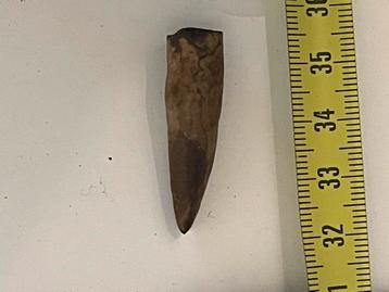 Fossiele dinosaurus tand beschikbaar voor biedingen