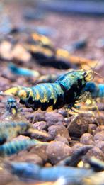 Prachtige Crazy Blue garnalen caridina aquarium bezorging, Kreeft, Krab of Garnaal