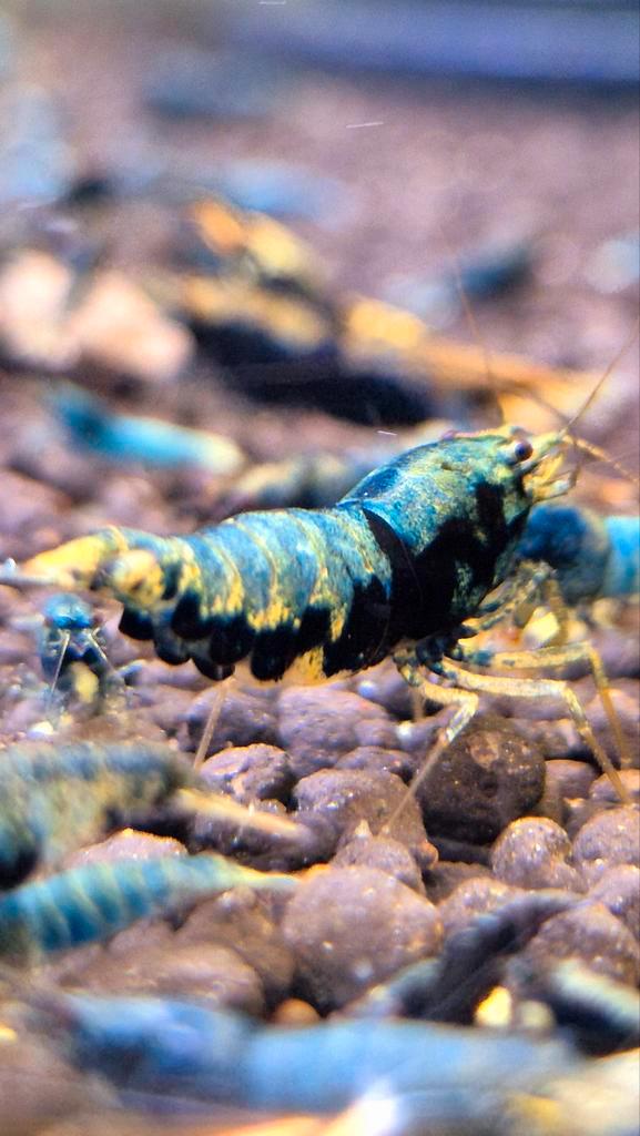 Prachtige Crazy Blue garnalen caridina aquarium bezorging, Dieren en Toebehoren, Vissen | Aquariumvissen, Kreeft, Krab of Garnaal