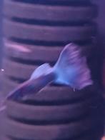 Bleu/green moscouw, Verzamelen, Mineralen en Fossielen, Ophalen of Verzenden