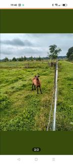 Barbados Black Belly ooi
Van begin 2024
Haarschaap, Vrouwelijk, Schaap