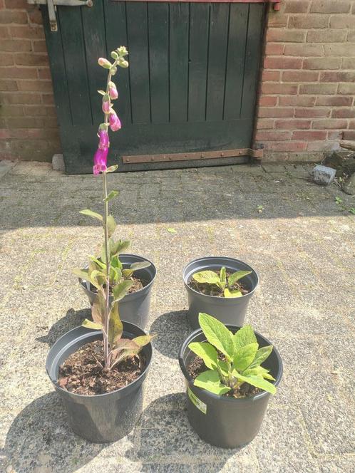 Bio Vingerhoedskruid €3 Inheemse plant, Tuin en Terras, Planten | Tuinplanten, Tweejarig, Overige soorten, Halfschaduw, Zomer