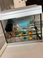 Aquarium+ vissen+ accescoires!!, Dieren en Toebehoren, Vissen | Aquaria en Toebehoren, Ophalen