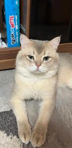 Simba Britse korthaar dekkater(niet te koop)