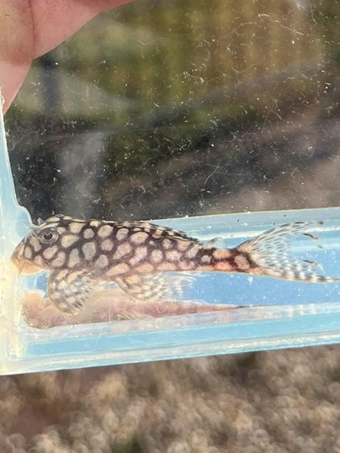 L136C Big Spot - Prachtige Meervallen!, Dieren en Toebehoren, Vissen | Aquariumvissen, Vis