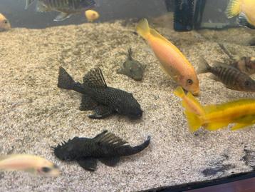 Mooie Plecostomus (Pleco’s) 5 stuks – Gezond & Actief! beschikbaar voor biedingen