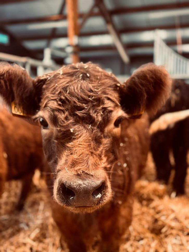 Mini koeien, Dieren en Toebehoren, Runderen, Meerdere dieren