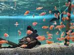 Aulonocara Dragon Blood Malawi Cichliden, Dieren en Toebehoren, Vissen | Aquariumvissen, Vis, Zoetwatervis