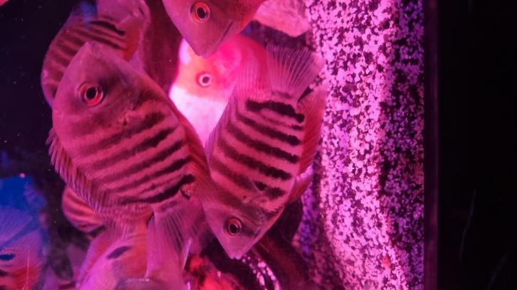 Zuid amerikaanse cichliden, Dieren en Toebehoren, Vissen | Aquariumvissen, Zoetwatervis, Vis, Schoolvis