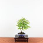 Bonsai Acer Palmatum, Tuin en Terras, Planten | Bomen, In pot, Bloeit niet, Halfschaduw, Minder dan 100 cm
