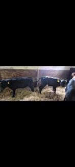 Black angus vaarskalveren 3.5 maand oud super gezond vee, Dieren en Toebehoren, Vrouwelijk