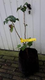 Zwarte bessenstruiken Big Ben, Ophalen, Overige soorten, Struik, 100 tot 250 cm