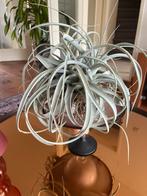 Tillandsia Xerographica, Ophalen of Verzenden, Overige soorten, Minder dan 100 cm