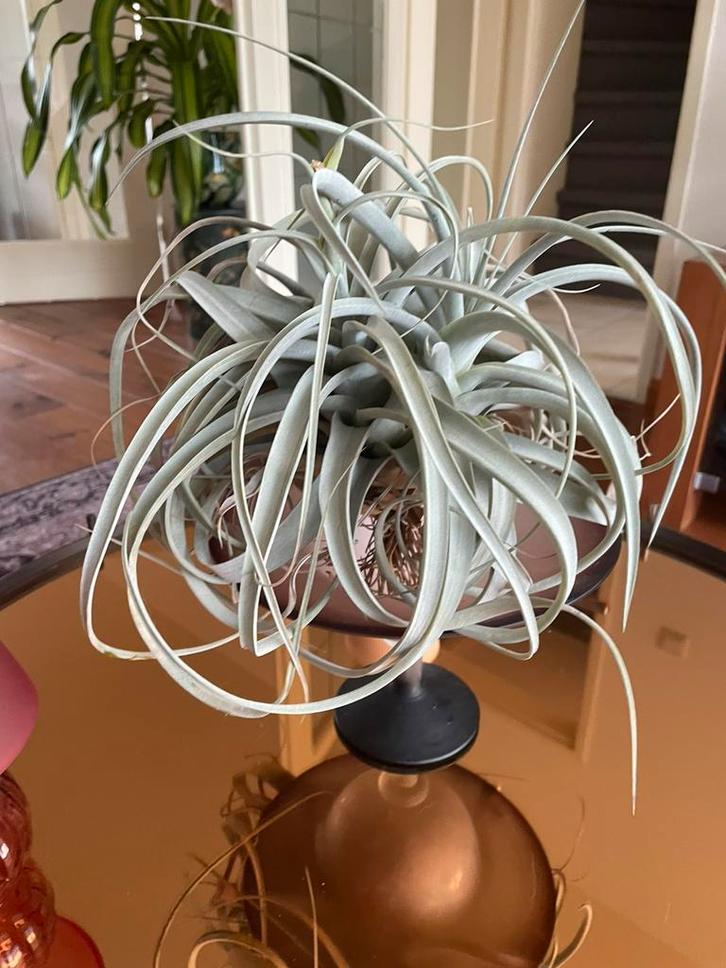 Tillandsia Xerographica, Huis en Inrichting, Kamerplanten, Overige soorten, Minder dan 100 cm, Ophalen of Verzenden