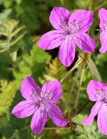 Zaden Reigerbek (Erodium manescavii) beschikbaar voor biedingen