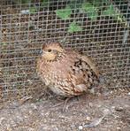 Verginische boomkwartel kopel, Dieren en Toebehoren, Pluimvee, Meerdere dieren, Eend