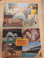 Ansichtkaart Ouwehand Dierenpark Rhenen 2x, Ophalen of Verzenden