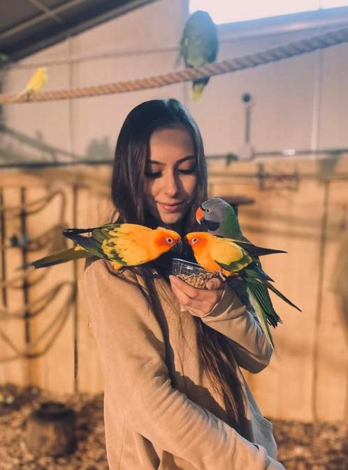 medium soorten papegaaien & parkieten, Dieren en Toebehoren, Vogels | Parkieten en Papegaaien, Papegaai, Meerdere dieren, Pratend