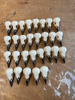 Schedel kauw., Ophalen of Verzenden, Nieuw, Vogel, Schedel