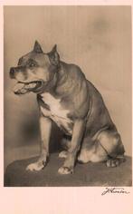 Duitse Boxer, Ophalen of Verzenden, Voor 1920, Ongelopen, Hond of Kat