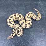 1.0 Enchi Pastel Desert Ghost, Ball Python, Koningspython, Dieren en Toebehoren, Reptielen en Amfibieën, Slang, 0 tot 2 jaar