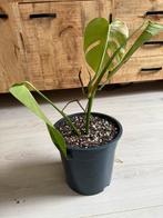 Kopstek monstera deliciosa, Ophalen, Overige soorten, Minder dan 100 cm