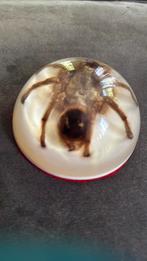 Tarantula in glazen bol, Ophalen of Verzenden