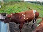 Te koop3 luxe stamboek dikbil dekstieren, Dieren en Toebehoren, Mannelijk, 0 tot 2 jaar
