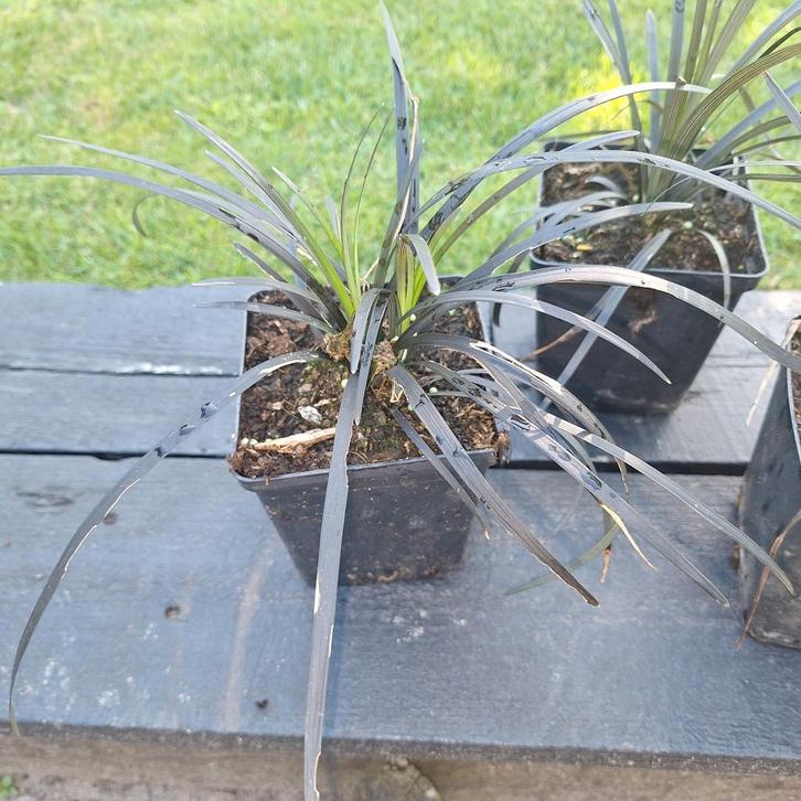 Zwart Gras Slangenbaard - Ophiopogon planiscapus 'Niger', Tuin en Terras, Planten | Tuinplanten, Vaste plant, Bodembedekkers, Halfschaduw